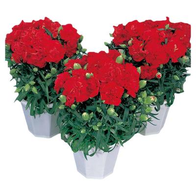 康乃馨种籽重瓣香石竹花子四