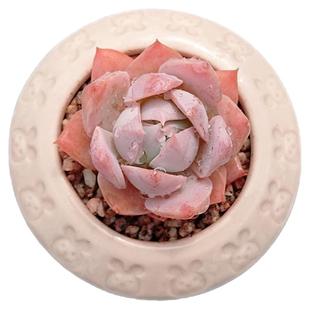 【一物一拍】木樨甜心粉色系多肉植物办公室阳台窗台组合小盆栽