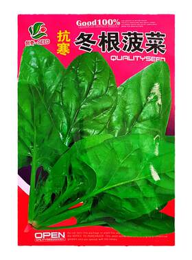 抗寒冬根菠菜种子抗寒生长快
