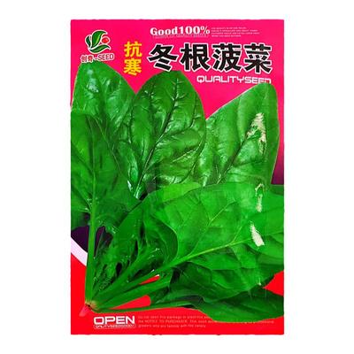 抗寒冬根菠菜种子抗寒生长快