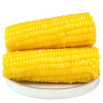 有机认证当季头茬玉米非转基因