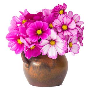 大花波斯菊花种子籽格桑花矮秆高杆绿化速生阳台庭院四季开花盆栽