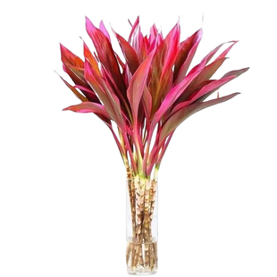 富贵竹水培植物鸿运紫竹粗杆带根水养客厅招财竹子室内绿植发财竹