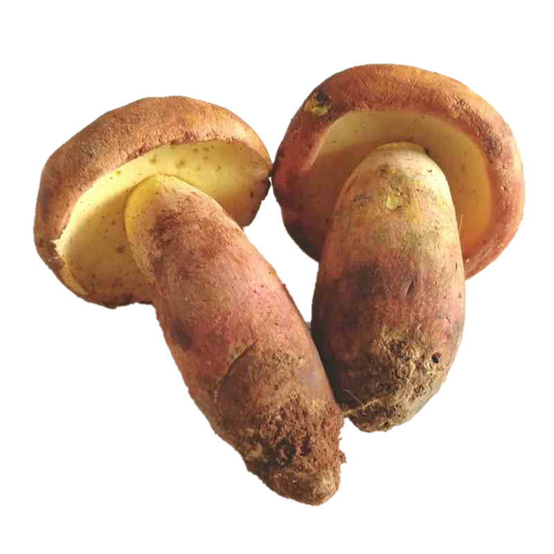 新货精品红葱牛肝菌干货 黄牛肝菌香菇100g云南野生菌 见手青干货