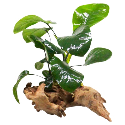 水榕沉木树定植懒人水草活体鱼缸造景树阴性草新手易养无需水草泥