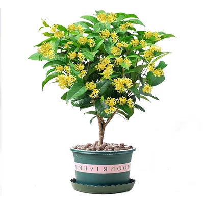 四级桂花开花不断满屋飘香