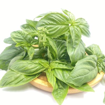 新鲜罗勒叶食用西餐香料披萨草