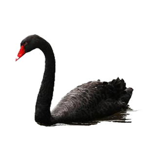 观赏黑天鹅活苗幼崽一对展览白天鹅动物景区池塘成年天鹅活体包邮