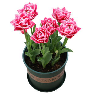 现货5度球10颗郁金香重瓣特殊种球进口土培盆栽阳台耐寒花卉地栽