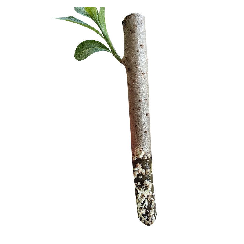 枝条南非叶包种植活庭院