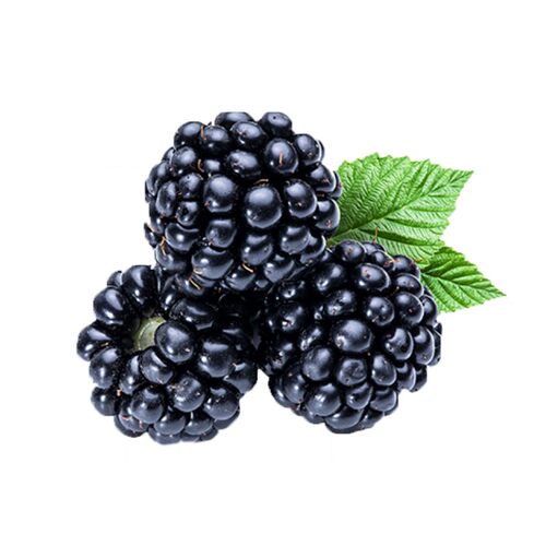 海蒂的花园旗舰店黑莓树莓果树浆果耐寒好养庭院露台植物盆栽苗