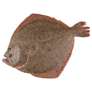 多宝鱼鲜活冷冻比目鱼特大鸦片鱼鲽鱼海鲜水产整条菱鲆鱼海鱼商用