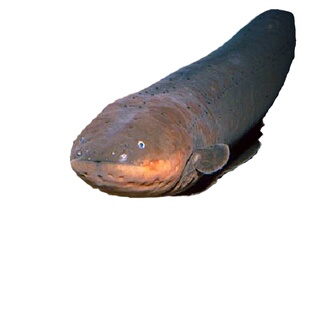 南美大型凶猛鱼发电机电鳗鱼苗活体电鳗淡水肉食性观赏鱼包活到家