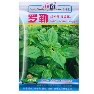 可食用九层塔种子种籽罗勒阳台四季春秋盆栽叶金不换香草九成塔孑