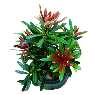 海岛红芽太子妃罗汉松办公室盆景客厅旺宅花卉庭院绿植物盆栽树苗