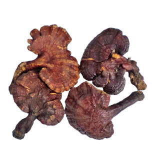 野生赤灵芝 东北长白山野生深山整枝赤芝 红芝 血灵芝 丹芝灵芝草