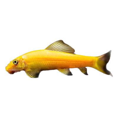 金苔鼠清道夫清洁粪除藻工具鱼