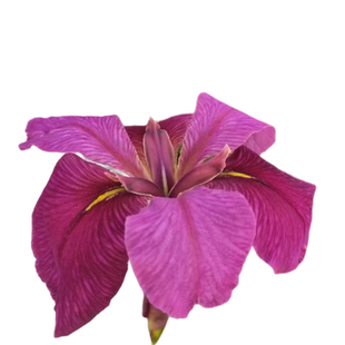 进口鸢尾花苗盆栽花卉绿植室外庭院植物易活四季不怕晒不怕冻的花