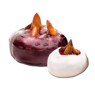 顺丰包邮特大广西新鲜荔浦马蹄荸荠地梨农家时令即食水果蔬菜现挖