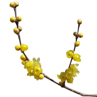 天狼腊梅裸根庭院花园盆栽地栽浓香耐寒景观观花易养易种植花卉