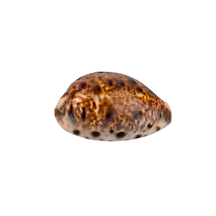 山猫宝螺天然稀有海螺精品标本收藏鱼缸水族馆造景装饰礼品工艺品