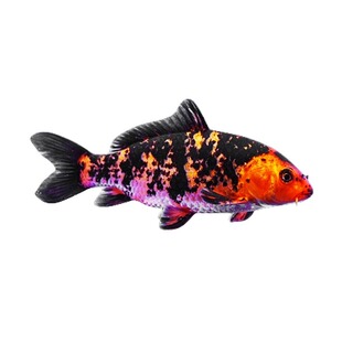 纯种锦鲤鱼淡水观赏鱼冷水鱼活体纯种红白三色黄金小锦鲤鱼苗活鱼