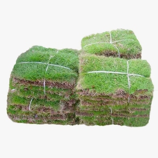 带泥土真草坪草皮马尼拉四季青果岭草别墅庭院绿化江浙沪包邮