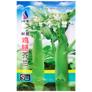 甜脆鸡腿芥蓝种子粗条籽芥兰广东四季菜籽大菜秋季蔬菜种籽孑菜种