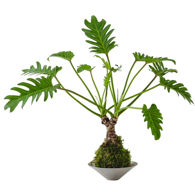 龙鳞小天使苔藓球植物盆栽
