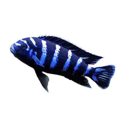 特蓝斑马三湖慈鲷热带观赏鱼水族活体鱼缸岩栖类坦鲷鱼易养艳丽