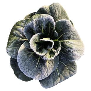 顺丰江苏霜打青菜新鲜蔬菜时令现摘苏北农家自种上海青霜冻苏州青