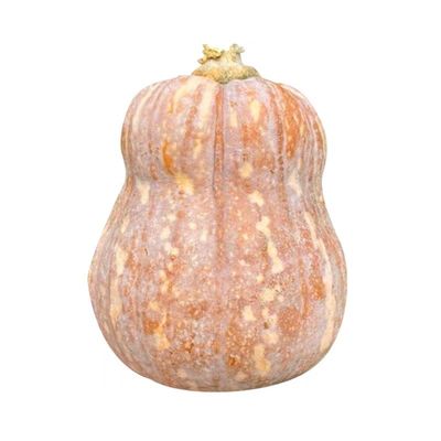 自冉香河南新鲜应季蔬菜荠荠菜