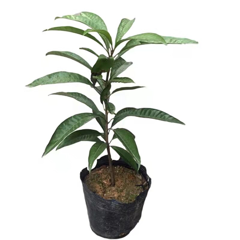 蛋黄果苗树耀堂仙桃木瓜鸡蛋果树苗庭院种植当年结果阳台盆栽带土