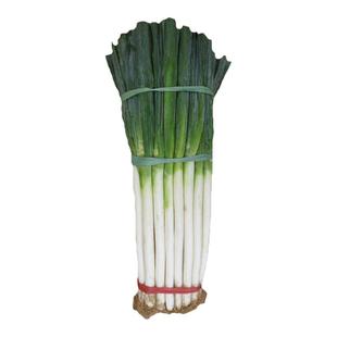 章丘大葱种子抗寒铁杆葱种籽四季葱种特大孑葱籽青菜蔬菜种大全