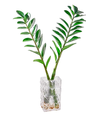 水培植物金钱树室内好养四季常青
