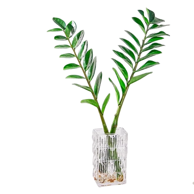 水培植物金钱树室内好养四季常青