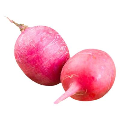 胭脂红皮萝卜四季播秋冬季甜脆