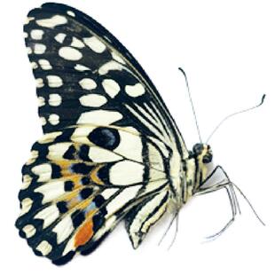 真蝴蝶原蝶达摩凤蝶未展翅蝴蝶标本制作手工diy材料A1/A1-品质