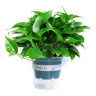 自动补肥吸水绿萝盆栽室内植物花卉长藤大叶绿箩水培绿植新房绿罗