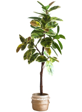 掬涵花叶橡皮树ins关公红彩叶榕