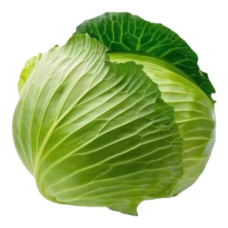 绿甘蓝苗春秋播种脆甜黄心蔬菜苗