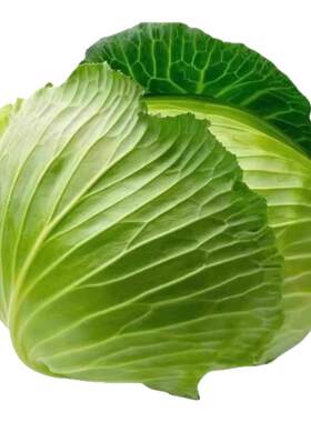 绿甘蓝苗春秋播种脆甜黄心蔬菜苗