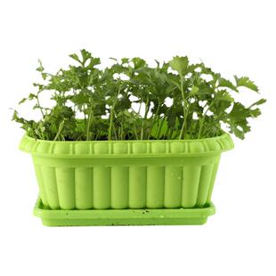 四季小香芹种子苗秧芹菜种籽青菜孑根苗西芹籽种秋播菜种
