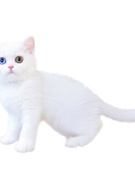 亮亮喵短毛异瞳宠物猫血统猫