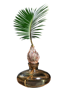 高端水培植物铁树小盆栽送营养液