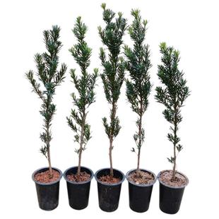 罗汉松树苗盆栽小苗小型雀舌金钻罗汉松庭院造型树迎客松盆景老桩