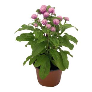 矮千日红种子200粒 春秋易播种好养活花籽室外阳台盆栽庭院花种子