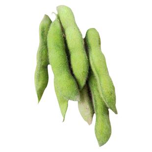 毛豆种子六月大青毛豆早熟高产八月黄豆种籽大全老品种特大粒春季