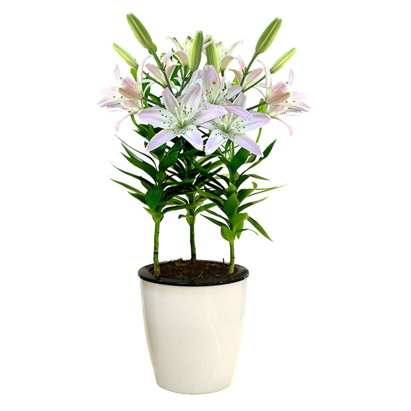四季带花苞观花客厅香水百合花