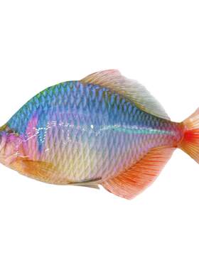 原生好养七彩鳑鲏鱼淡水鱼除藻群游旁皮鱼冷水鱼活体小型观赏鱼苗